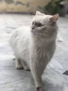 My Persian Cat (Rumi) for Sale