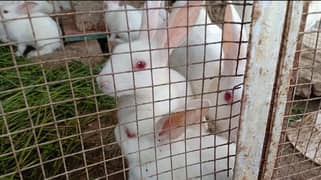 White Rabbit with Red Eyes (Male, Female & Pairs)