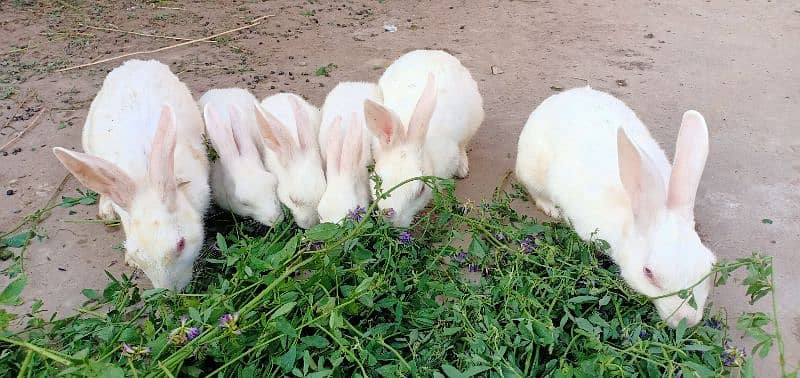 White Rabbit with Red Eyes (Male, Female & Pairs) 2