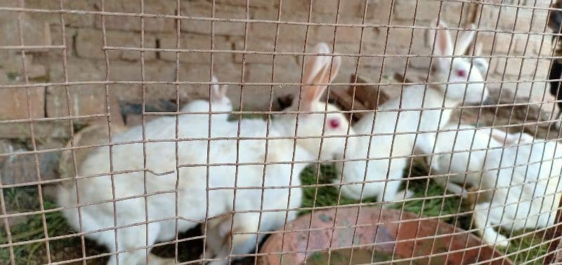 White Rabbit with Red Eyes (Male, Female & Pairs) 4
