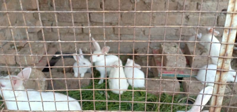 White Rabbit with Red Eyes (Male, Female & Pairs) 5