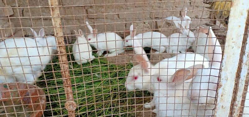 White Rabbit with Red Eyes (Male, Female & Pairs) 6