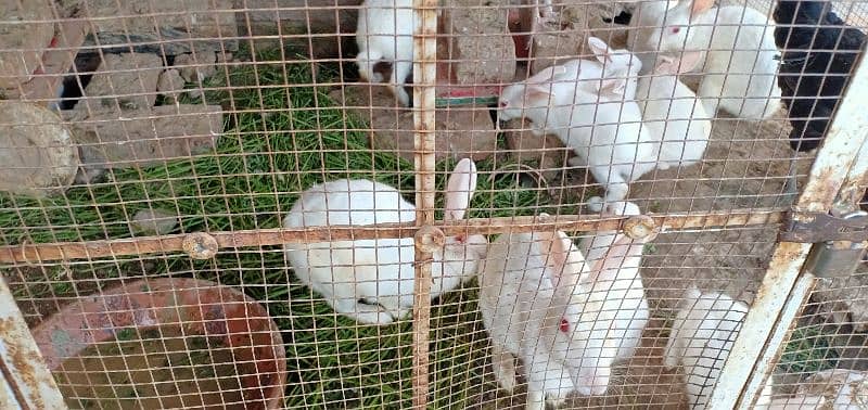 White Rabbit with Red Eyes (Male, Female & Pairs) 7
