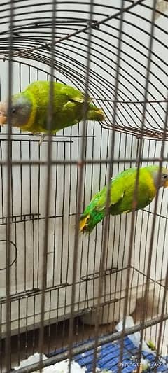 Plum head parrots