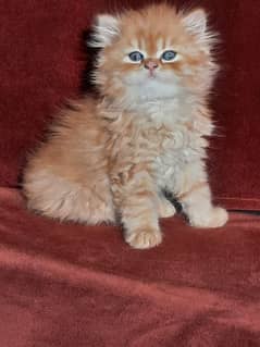 triple coat kitten for sale.