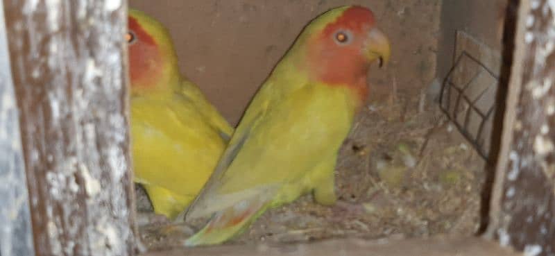 All set up for sale  of love birds 0