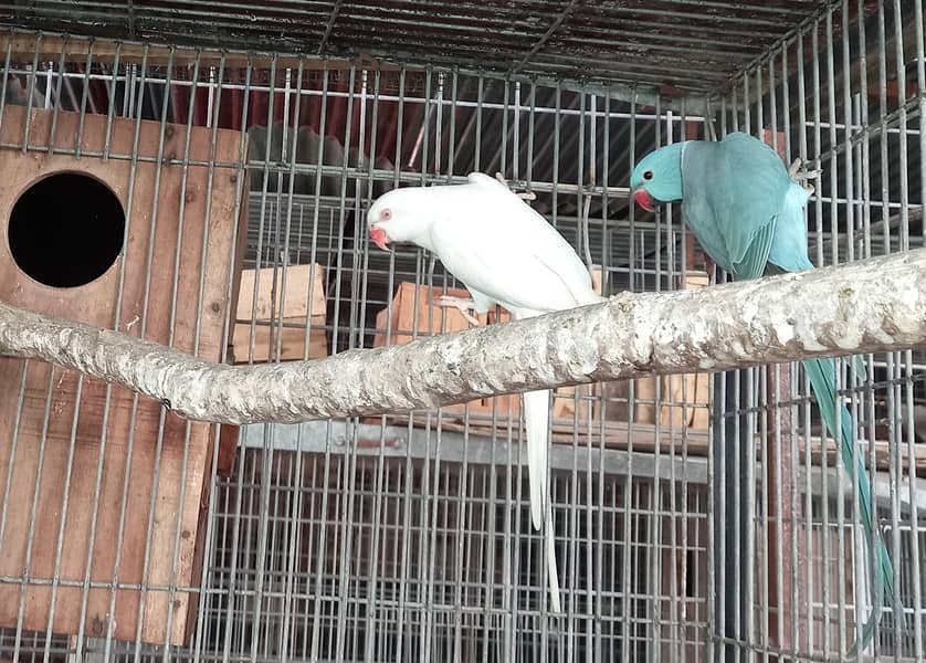 Breeder Pair Macaw 7