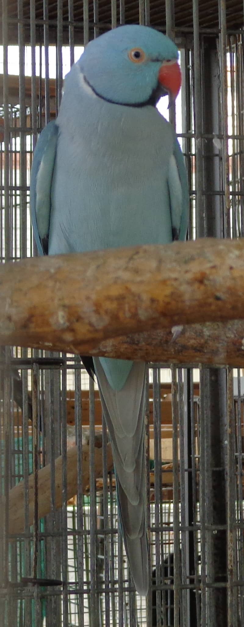 Breeder Pair Macaw 8