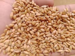 wheat for sale in bulk quantities
