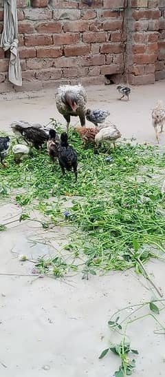 seal chicks Mel aur female lakha quality sajre mianwali all chicks hai