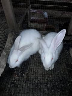newsland White rabbit for sale pair 0
