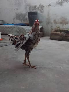 aseel chini jawa my own birding. . exchage possibe for breeder aseel