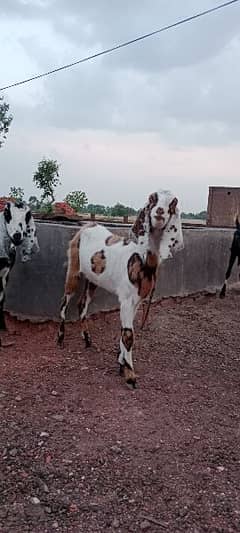 Pure Desi/Beetal Goat