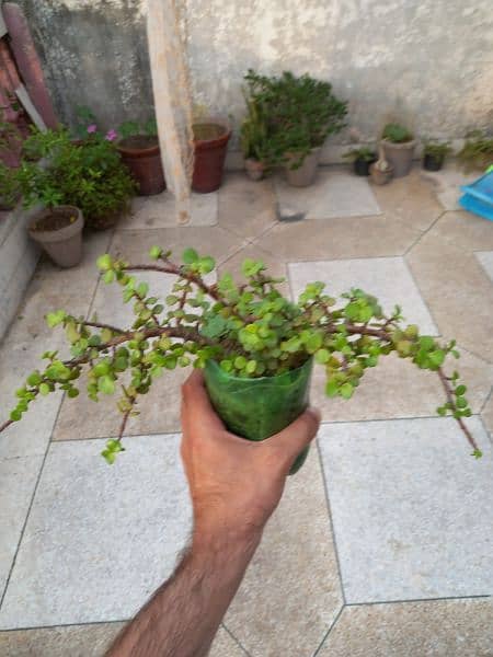 Jade plant 1