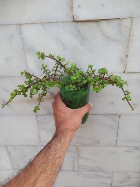 Jade plant 3