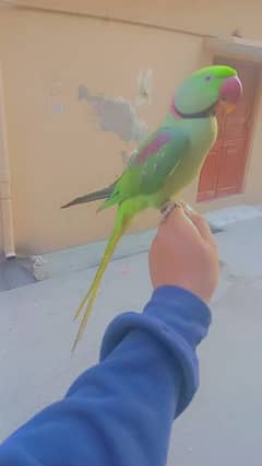 raw parrot male for sale