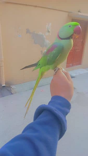 raw parrot male for sale 0