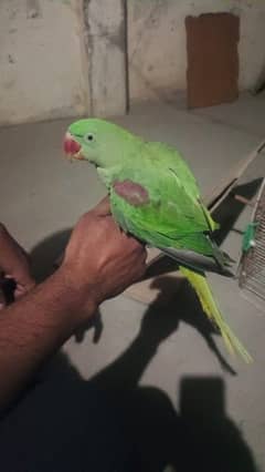 parrot handtame for sale  location vehari city