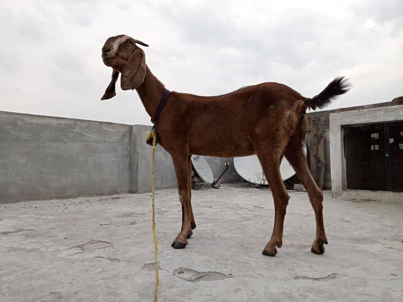 Nagri Bakri For sale 0