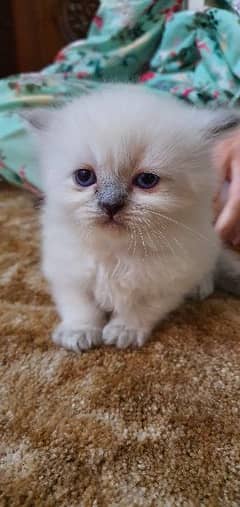#Cat #Kitten  #Persiankitten #Tripplecoat