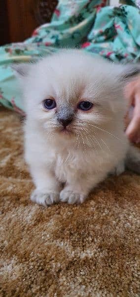 #Cat #Kitten  #Persiankitten #Tripplecoat 0
