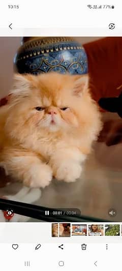 Persian Cat | Punch Face Cat | Triple Coated | Male Cat For Sale