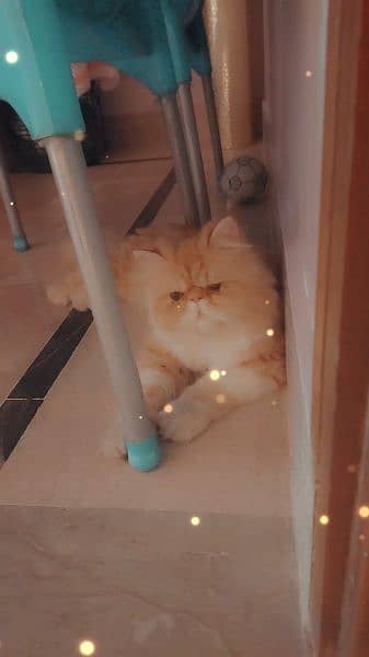 Persian Cat | Punch Face Cat | Triple Coated | Male Cat For Sale 3