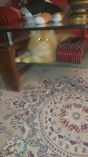 Persian Cat | Punch Face Cat | Triple Coated | Male Cat For Sale 5