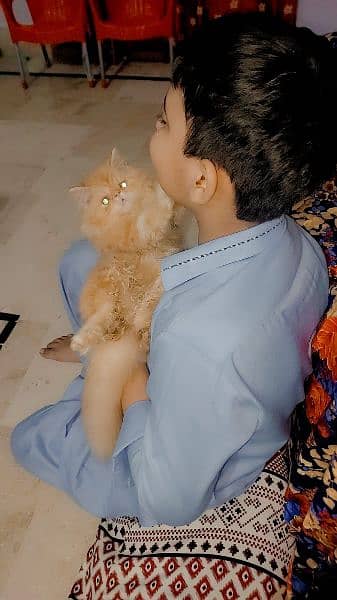 Persian Cat | Punch Face Cat | Triple Coated | Male Cat For Sale 6