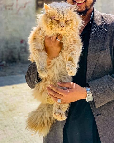 persian Adult cat 1