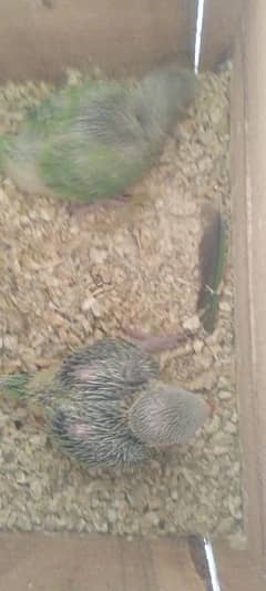 Green ringneck chicks