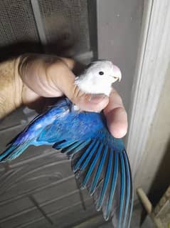 Violet blue fisher , breeder female for sale , lahore