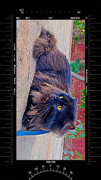 Persian Male Cat 8