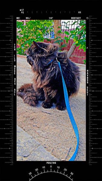 Persian Male Cat 9