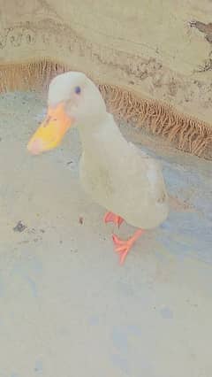 duck female