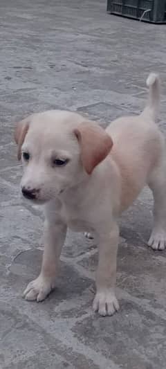 American Labrador puppy for Sale