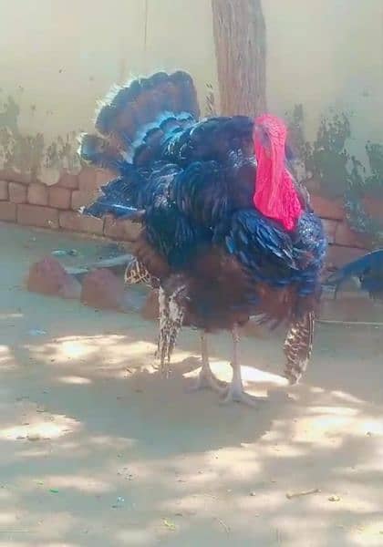 2 Turkey breedar male for sale 1