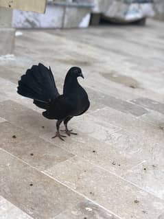 lakka pigeon for sale urgent