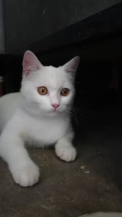 persian Male cat for sale urgent
