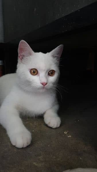 persian Male cat for sale urgent 0