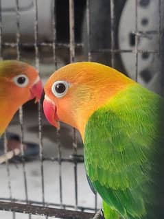 Fully tamed Lovebirds