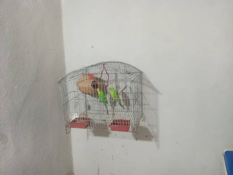 Budgies for sale with cages 0