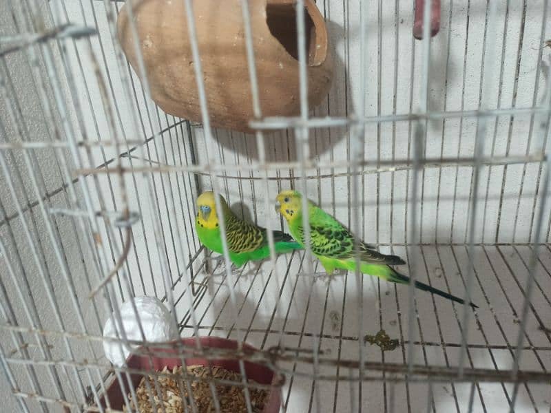 Budgies for sale with cages 1