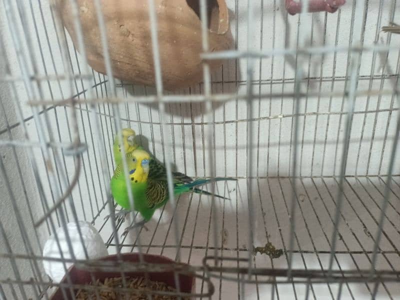 Budgies for sale with cages 2