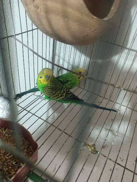 Budgies for sale with cages 3