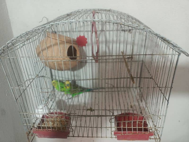Budgies for sale with cages 4