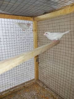 Red eyes Paper White Benglize Finch Breeder Pair