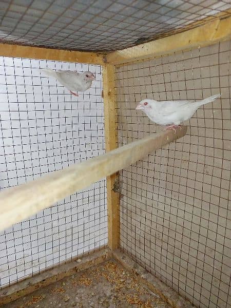 Red eyes Paper White Benglize Finch Breeder Pair 0