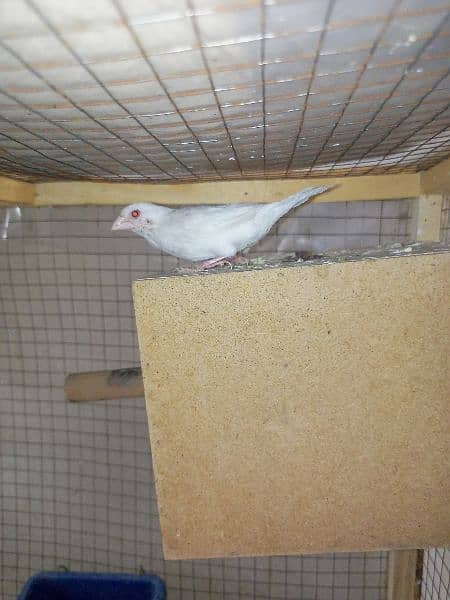 Red eyes Paper White Benglize Finch Breeder Pair 1