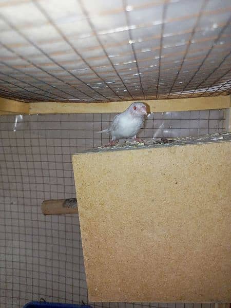 Red eyes Paper White Benglize Finch Breeder Pair 2